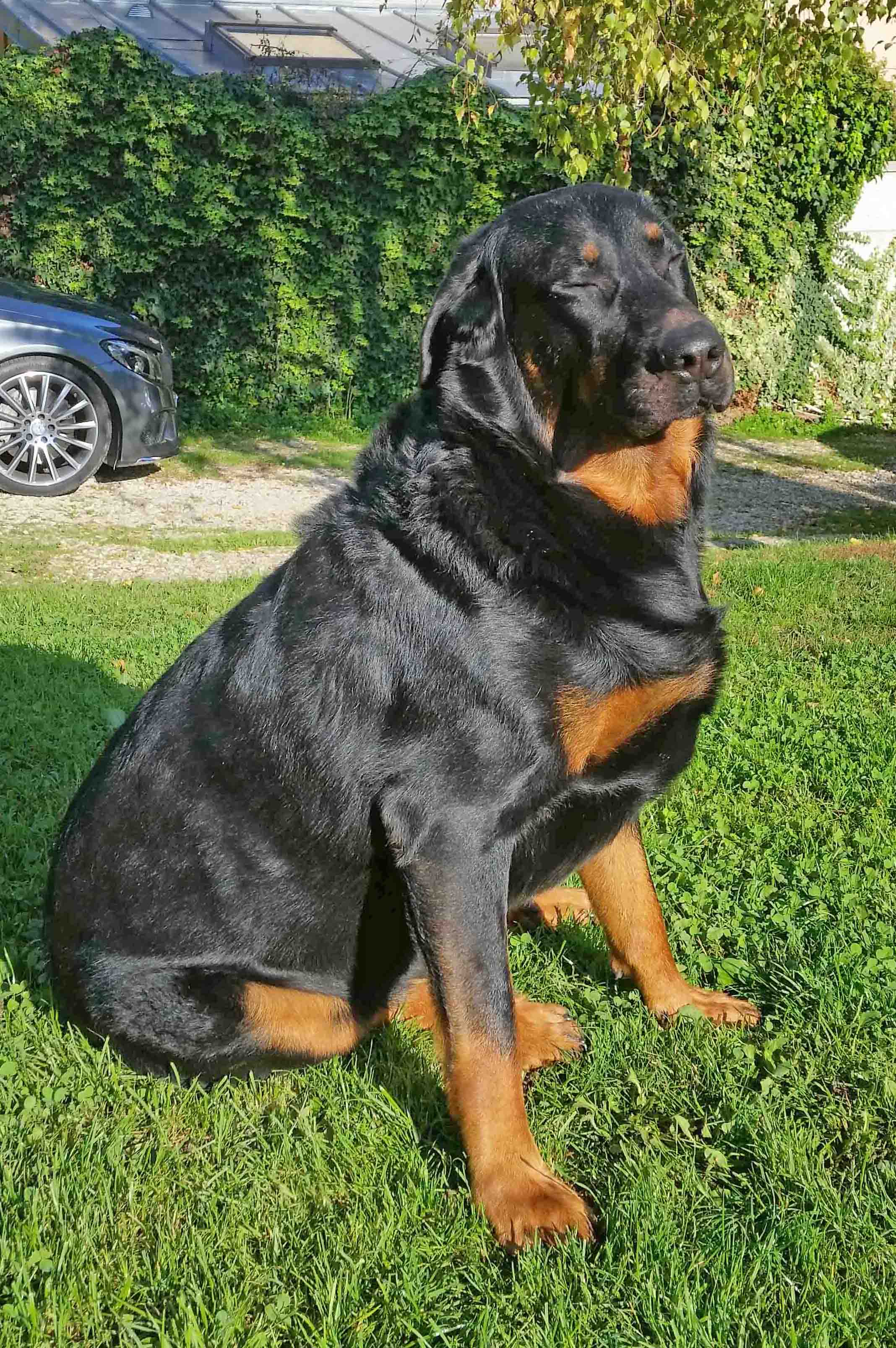  domainedelalicorne.fr photo chien beauceron photo chiot beauceron Elevage de beauceron chiot beauceron pure race élevage du clos de la licorne elevage des gardiens de la licorne elevage beauceron noir et feu authentique gros gabarits élevage de Beauceron familial sérieux et qualité domainedelalicorne.fr suivi des chiots conseil d’éducation chiot propre bas rouge santé caractère spécialiste du beauceron noir et feu ou arlequin chien rustique berger de France  nos chiots sont élevés avec amour et attention notre passion au service de la qualité Beauceron de qualité et sportif domaine de la licorne 04380 BARRAS élevage en liberté éleveur berger de beauce élevage de beauceron de travail 06 11 20 51 93 site domainedelalicorne.fr mail domainedelalicorne@gmail.com